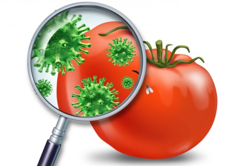 Кишечные инфекции на овощах