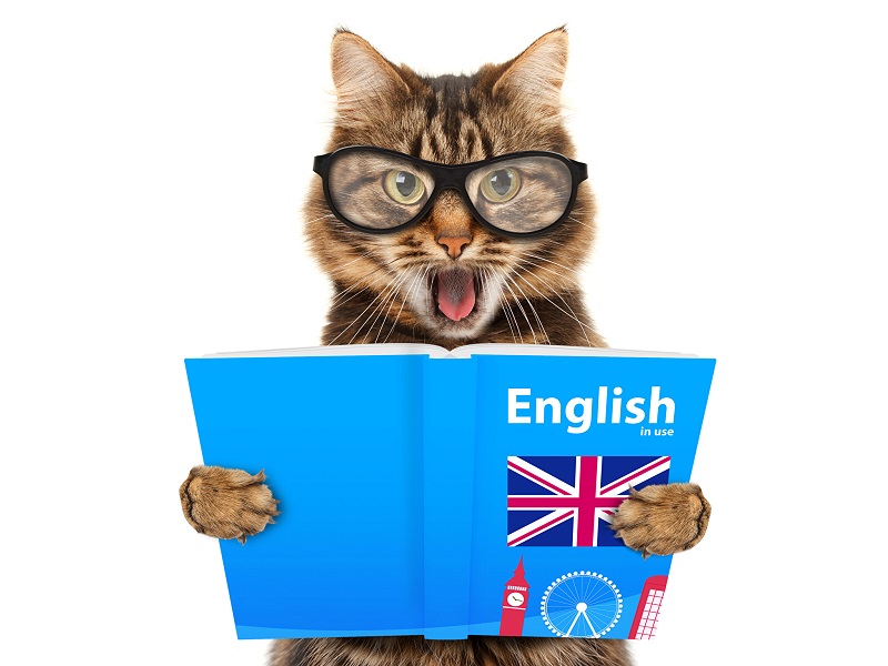 Котик лингвист -  Языковой интенсив для подростков
