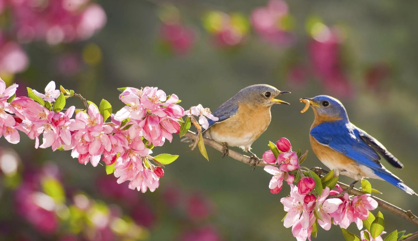 птицы весной на дереве