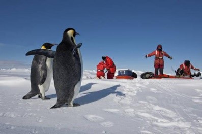 Человек который переворачивает пингвинов