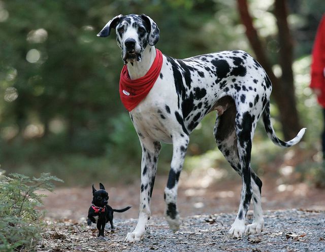 Большая и маленькая собаки вместе стоят